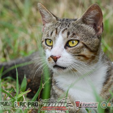 Gallery Photo 213 for 2019 ROAR Fuel Off-Road Nationals