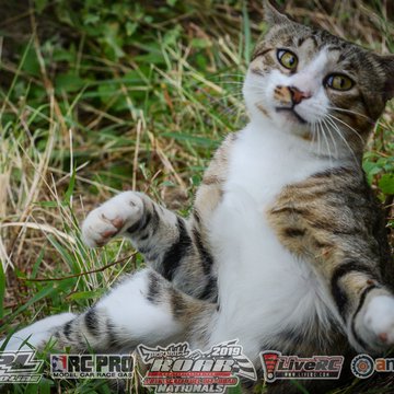 Gallery Photo 214 for 2019 ROAR Fuel Off-Road Nationals