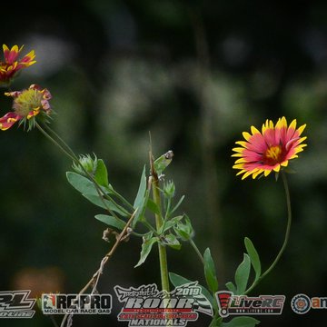 Gallery Photo 217 for 2019 ROAR Fuel Off-Road Nationals